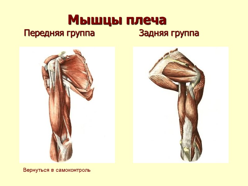 Мышцы плеча Передняя группа          